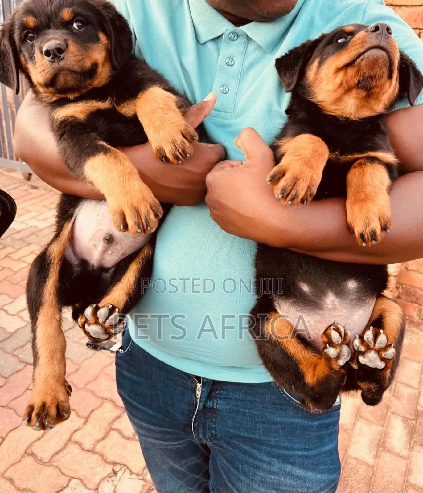 1-3 months Male Purebred Rottweiler