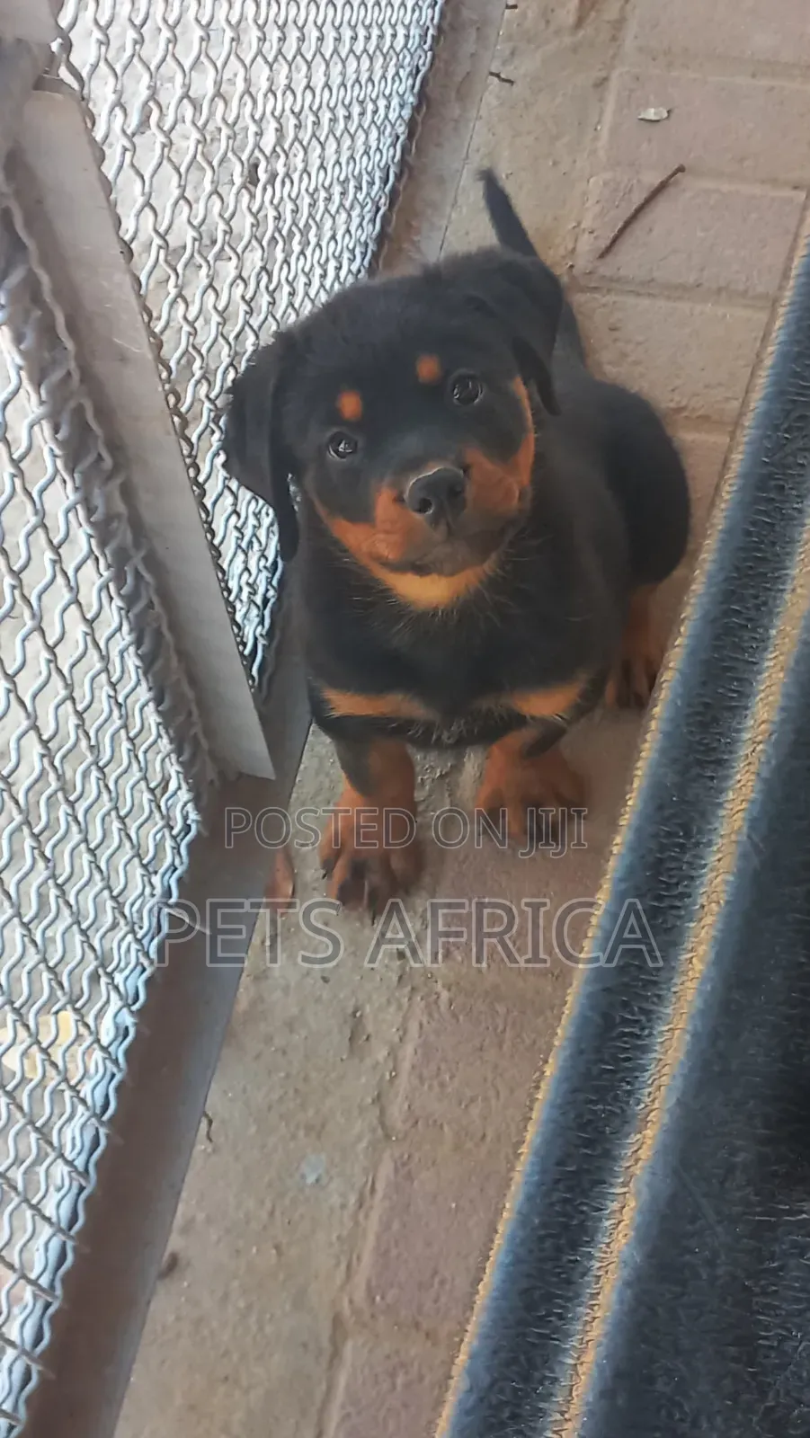 1-3 months Male Purebred Rottweiler