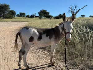 Miniature Donkey Available