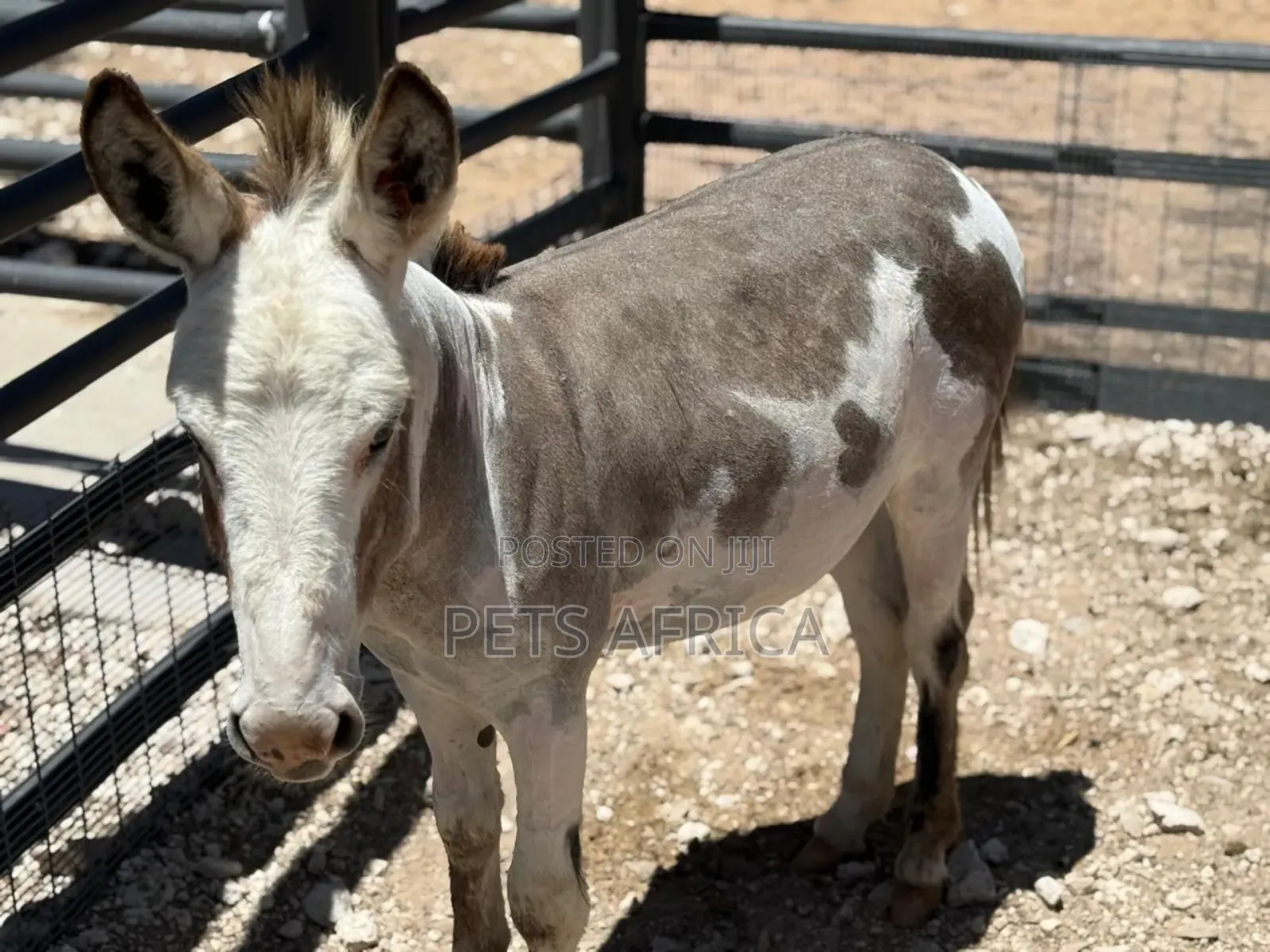 Miniature Donkey Available