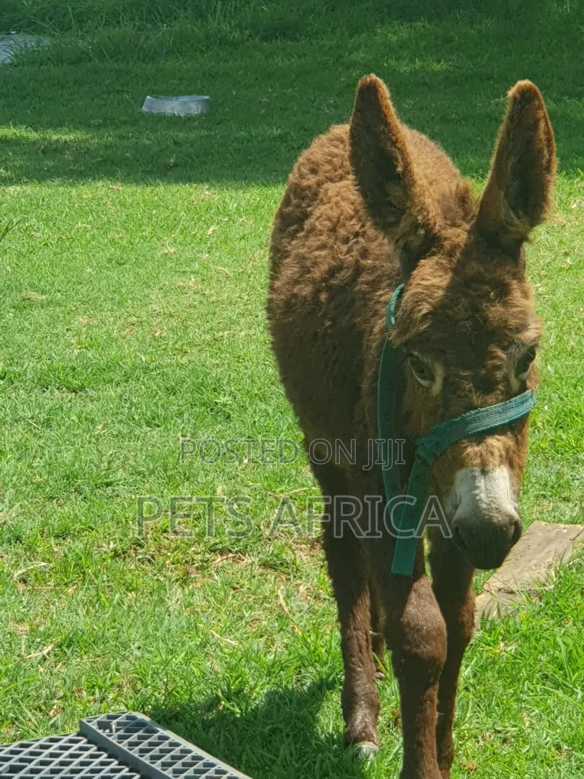 Miniature Donkey Available