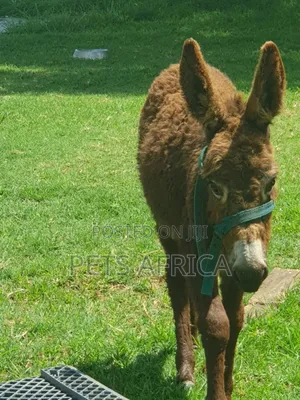 Miniature Donkey Available