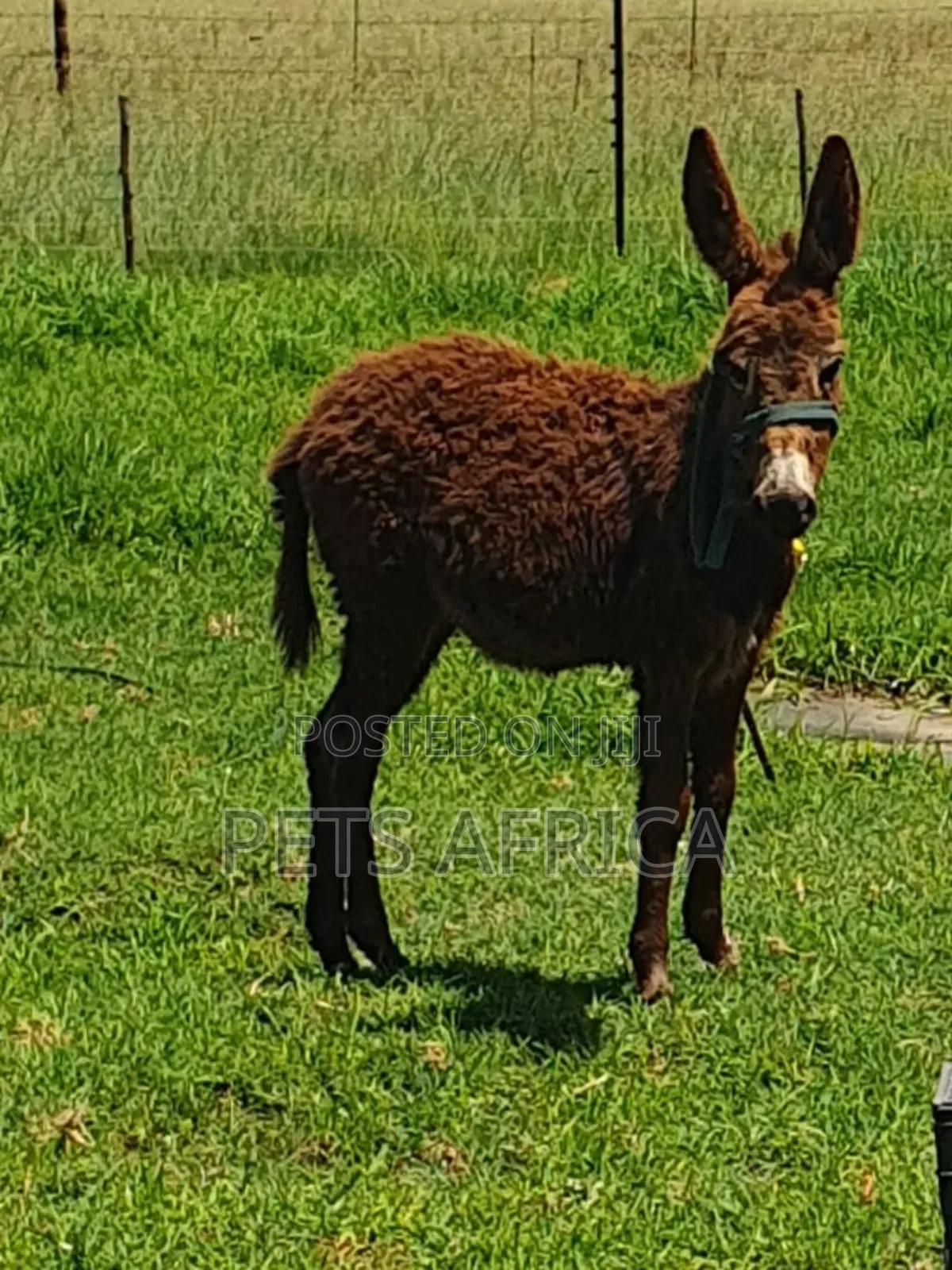 Miniature Donkey Available