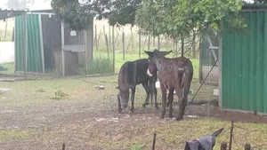 Miniature Donkey Available