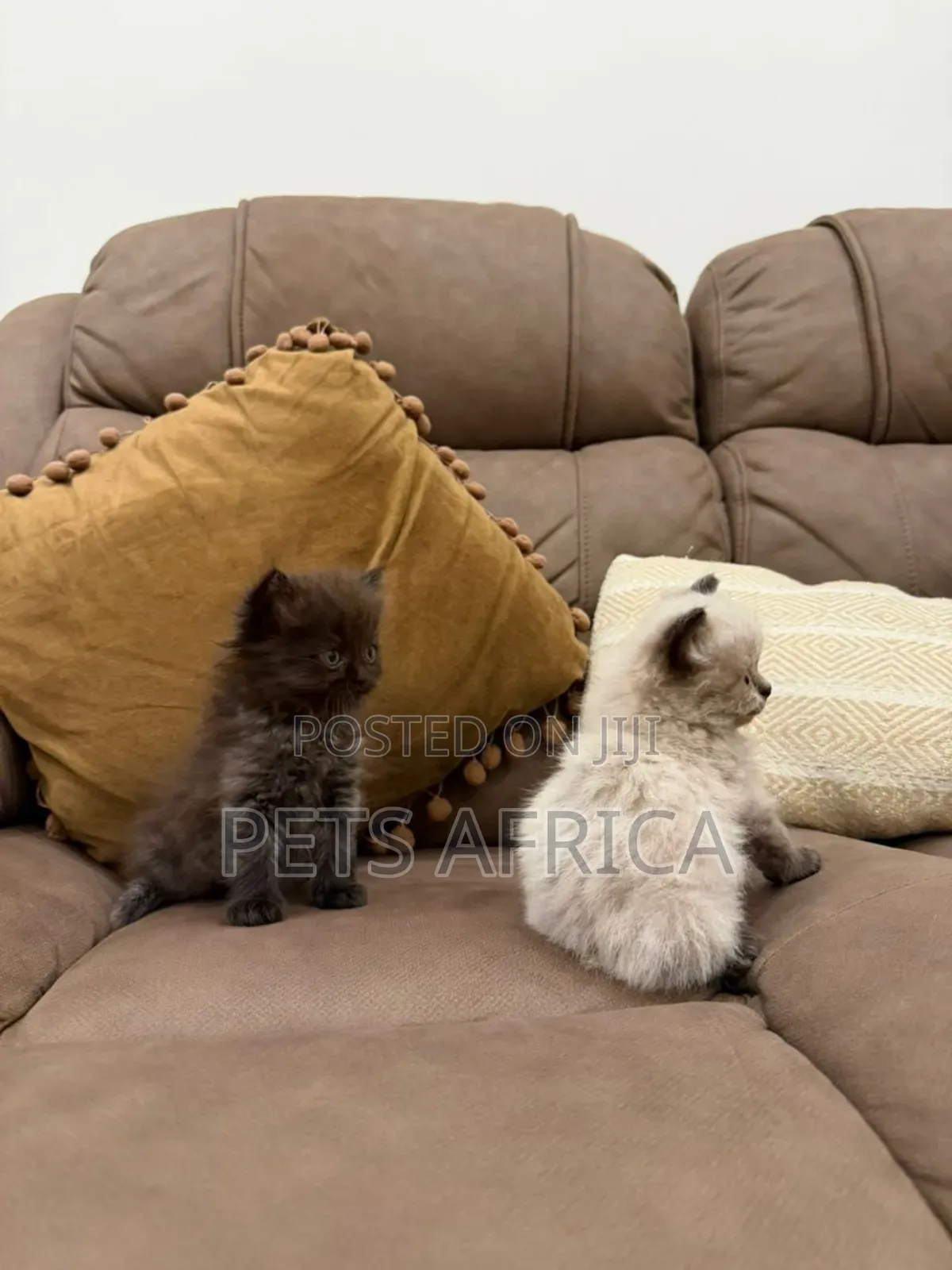 1-3 months Male Purebred Persian