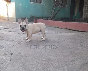 1-3 months Male Purebred French Bulldog