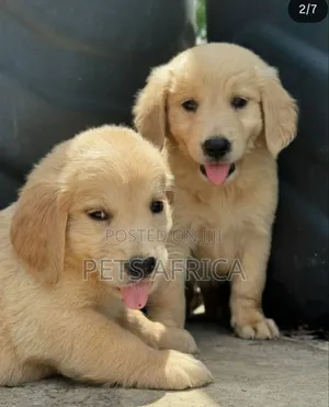 1-3 months Male Purebred Golden Retriever