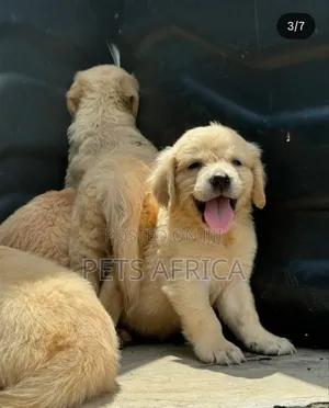 1-3 months Male Purebred Golden Retriever