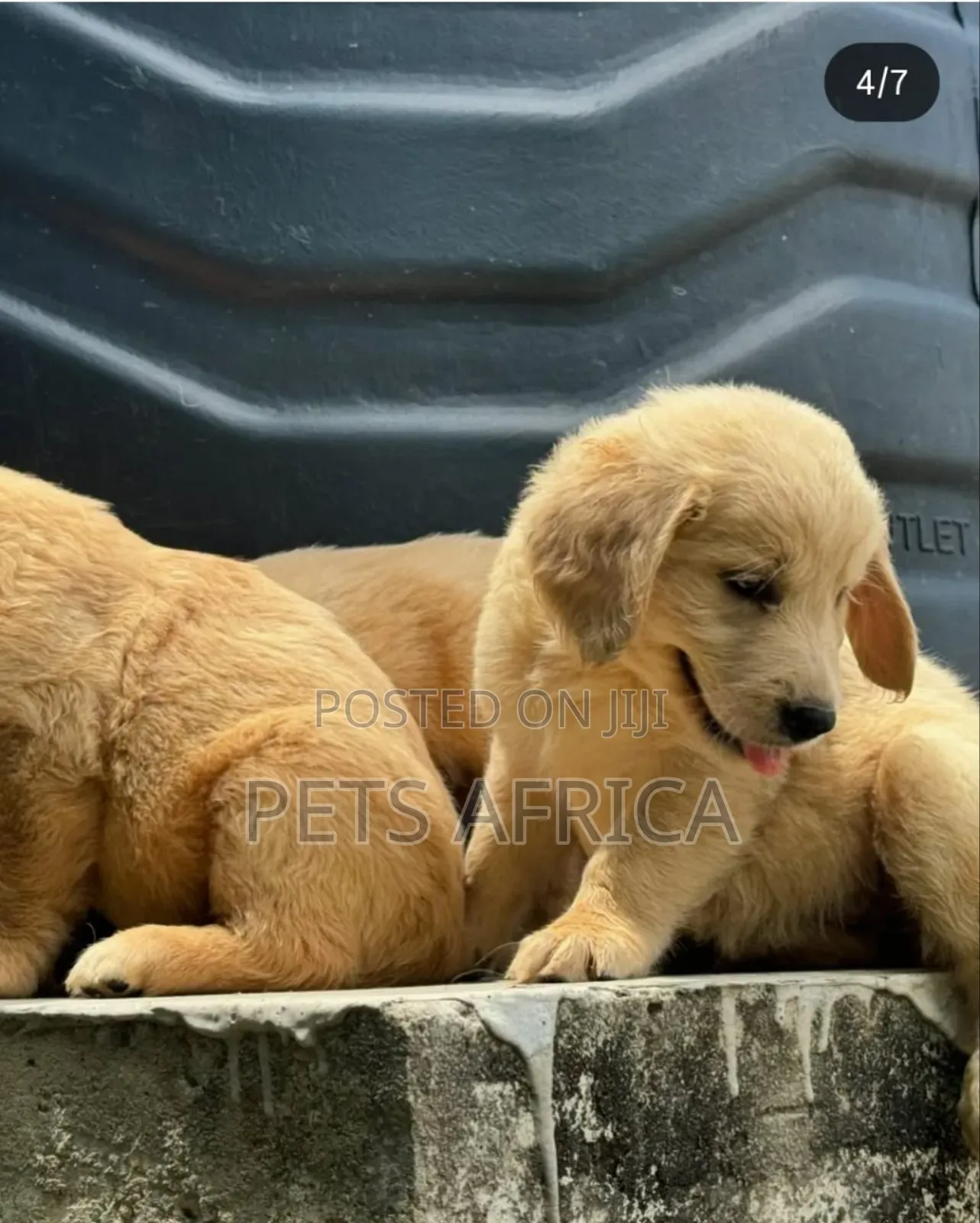 1-3 months Male Purebred Golden Retriever