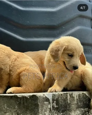 1-3 months Male Purebred Golden Retriever