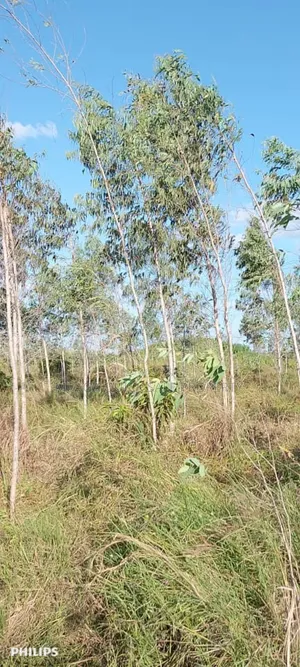Farms With 325 Acres for Sale at Mkuranga