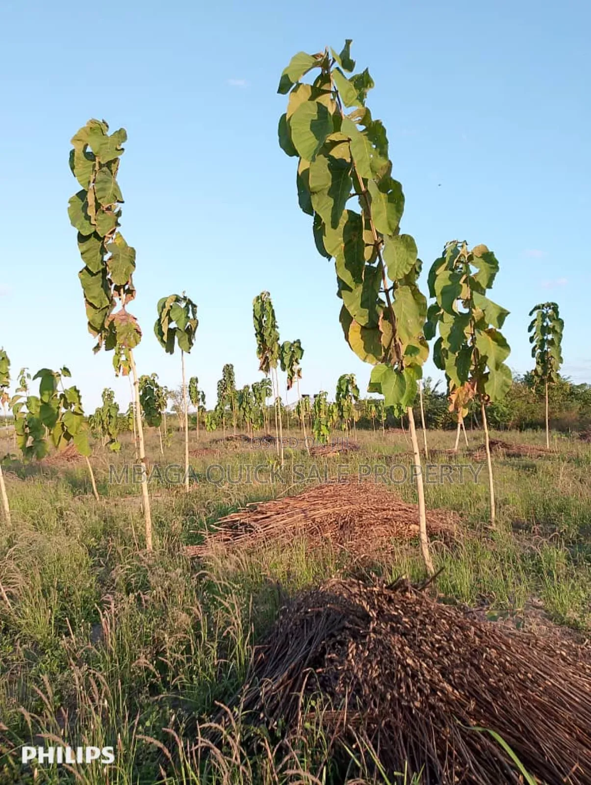 Farms With 325 Acres for Sale at Mkuranga