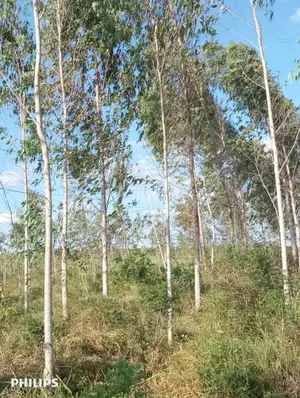 Farm 325 Acres for Sale at Mkuranga in Cluding Godown, Fish Pound
