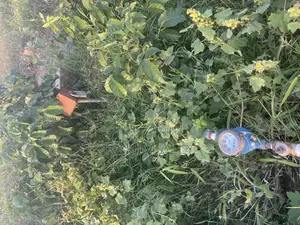 Shamba Linauzwa Bago Hekari 40