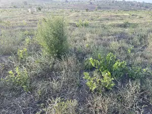 Shamba Linauzwa Bago Hekari 40