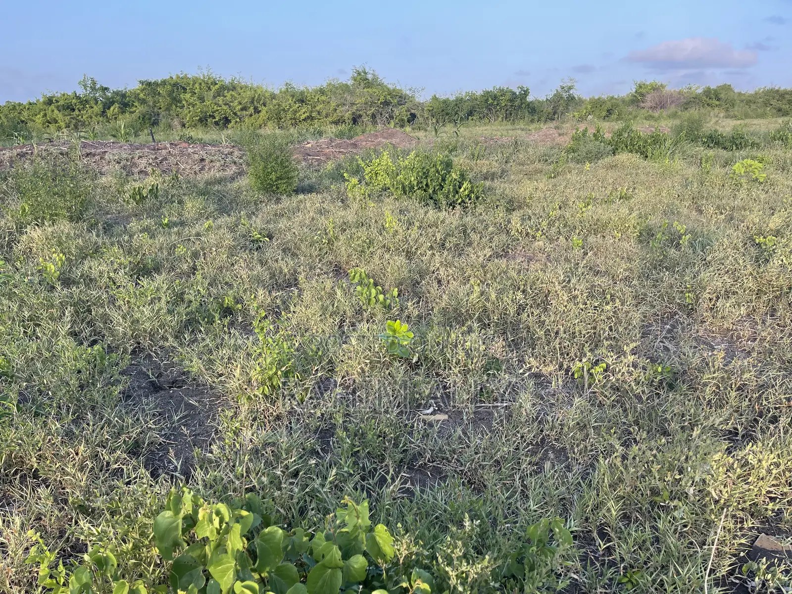 Shamba Linauzwa Bago Hekari 40