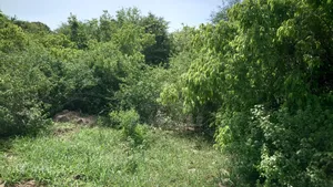 Shamba La Ekari 16 Linauzwa Kidomole