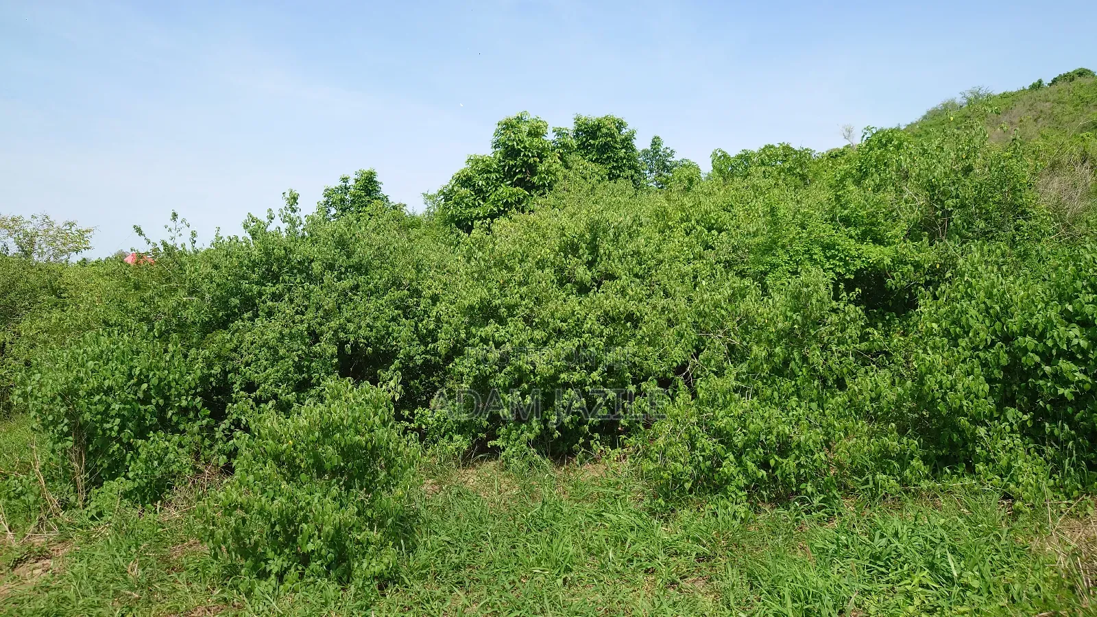 Shamba La Ekari 16 Linauzwa Kidomole