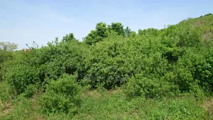 Shamba La Ekari 16 Linauzwa Kidomole