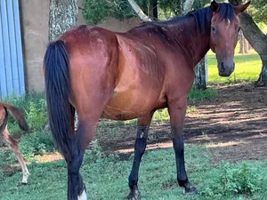 Horses Available