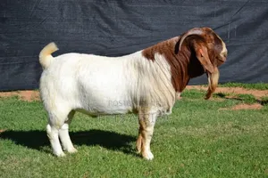 Boar Goats Available