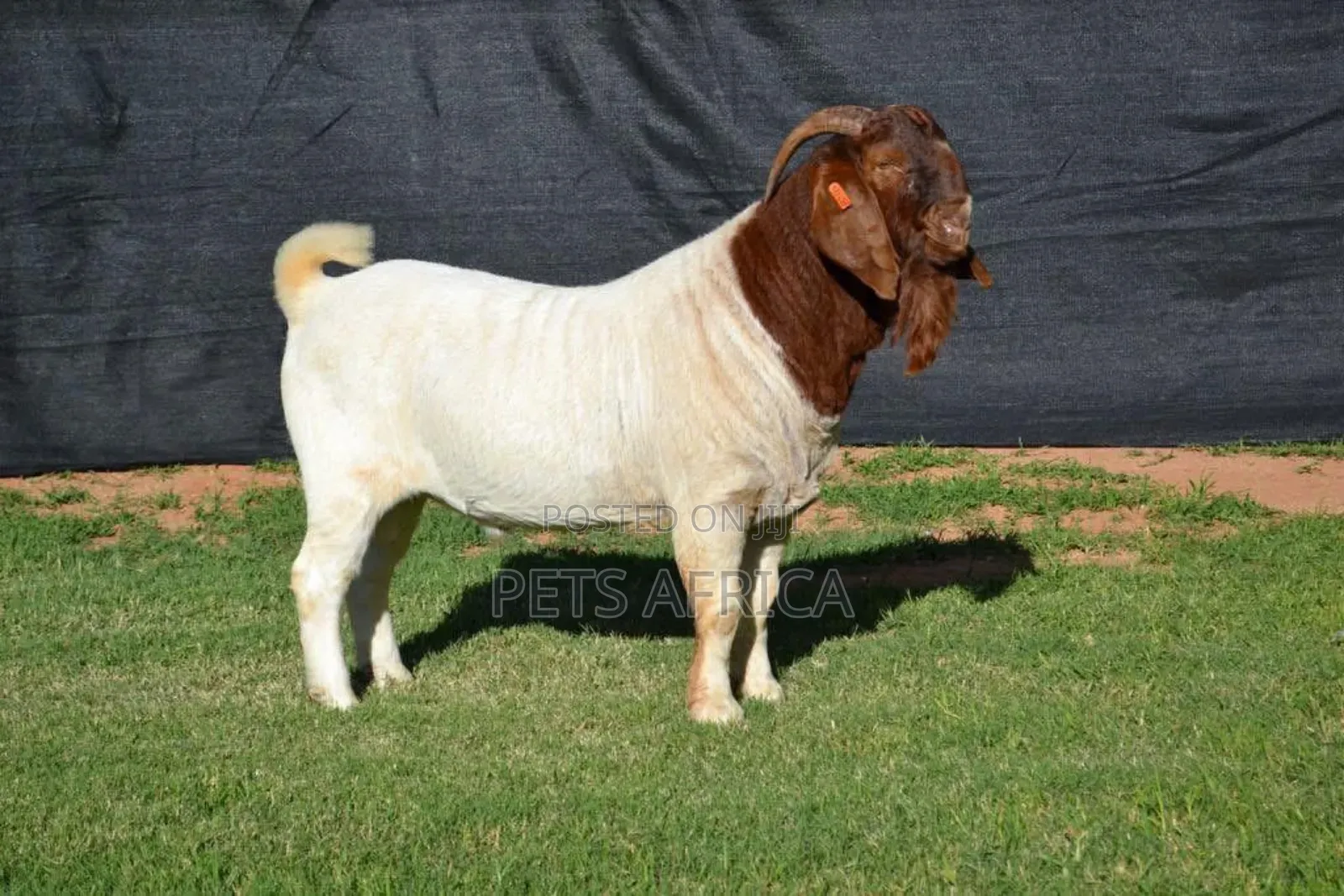 Boar Goats Available