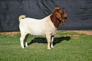 Boar Goats Available