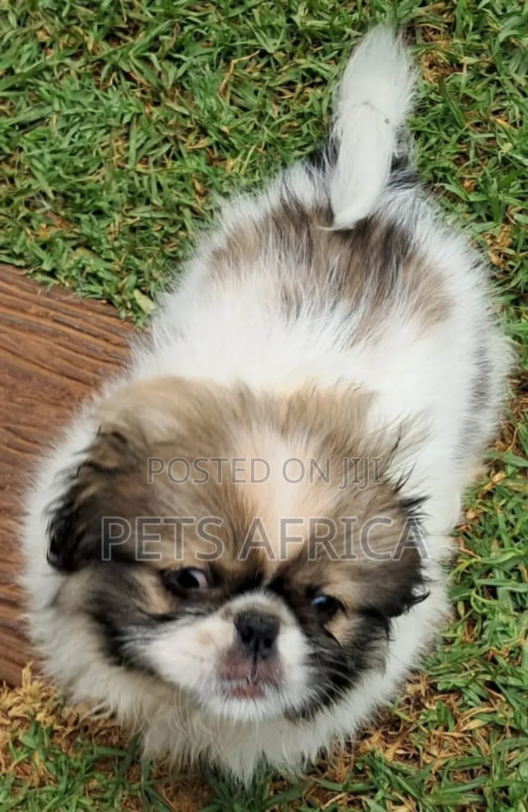 1-3 months Male Purebred Pekingese