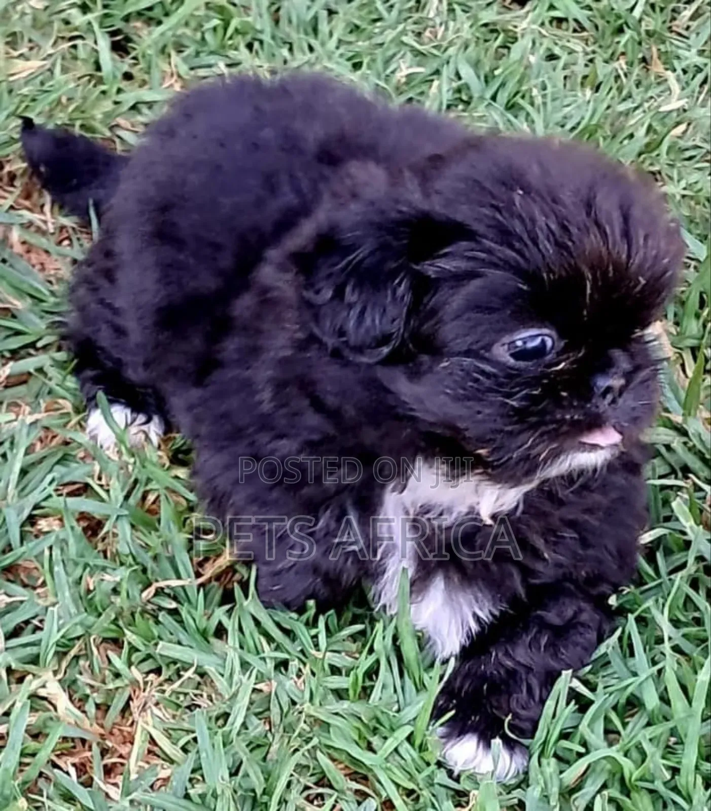 1-3 months Male Purebred Pekingese