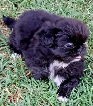 1-3 months Male Purebred Pekingese