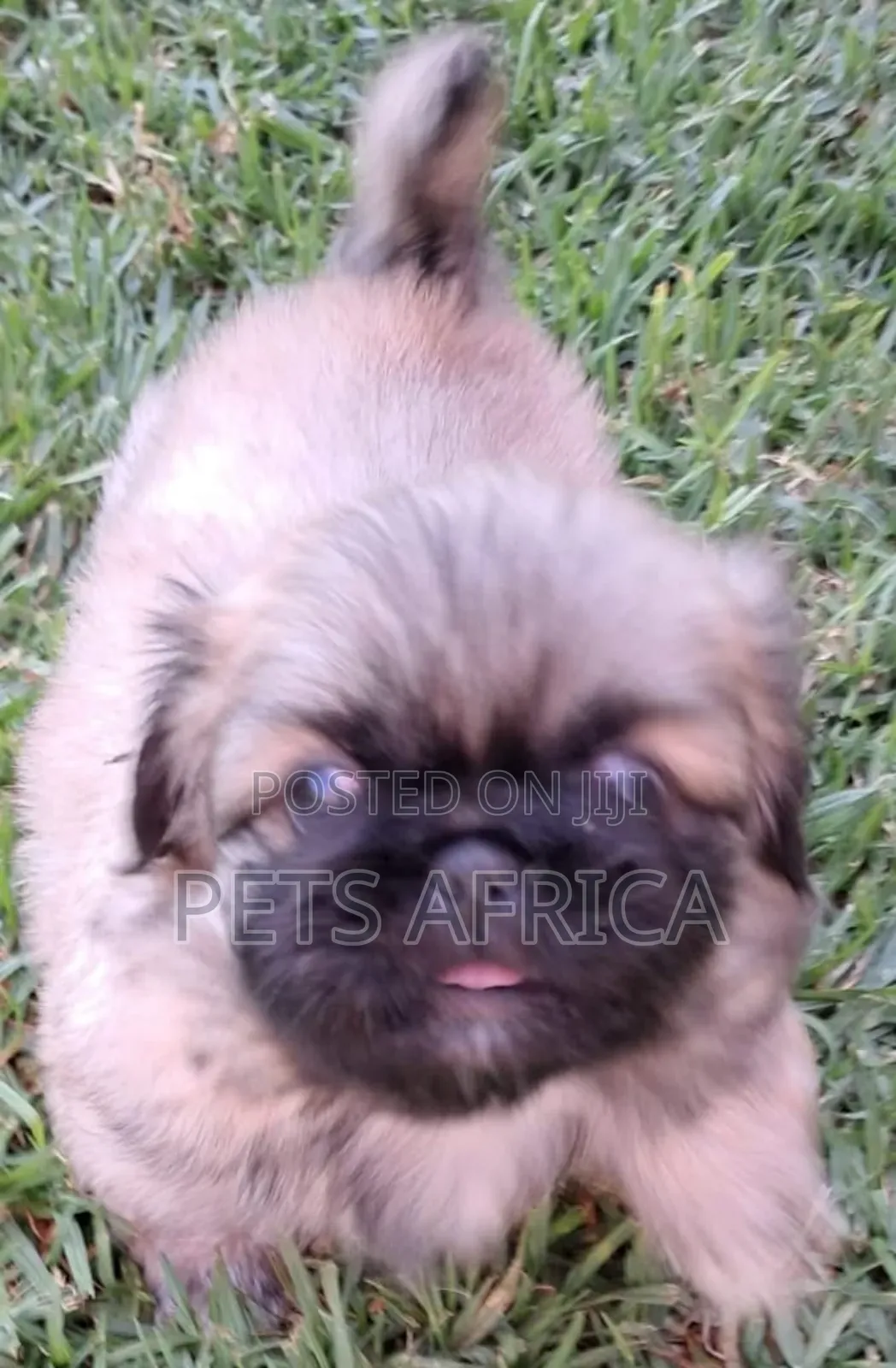1-3 months Male Purebred Pekingese