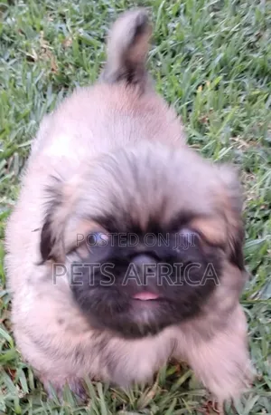 1-3 months Male Purebred Pekingese