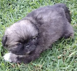 1-3 months Male Purebred Pekingese