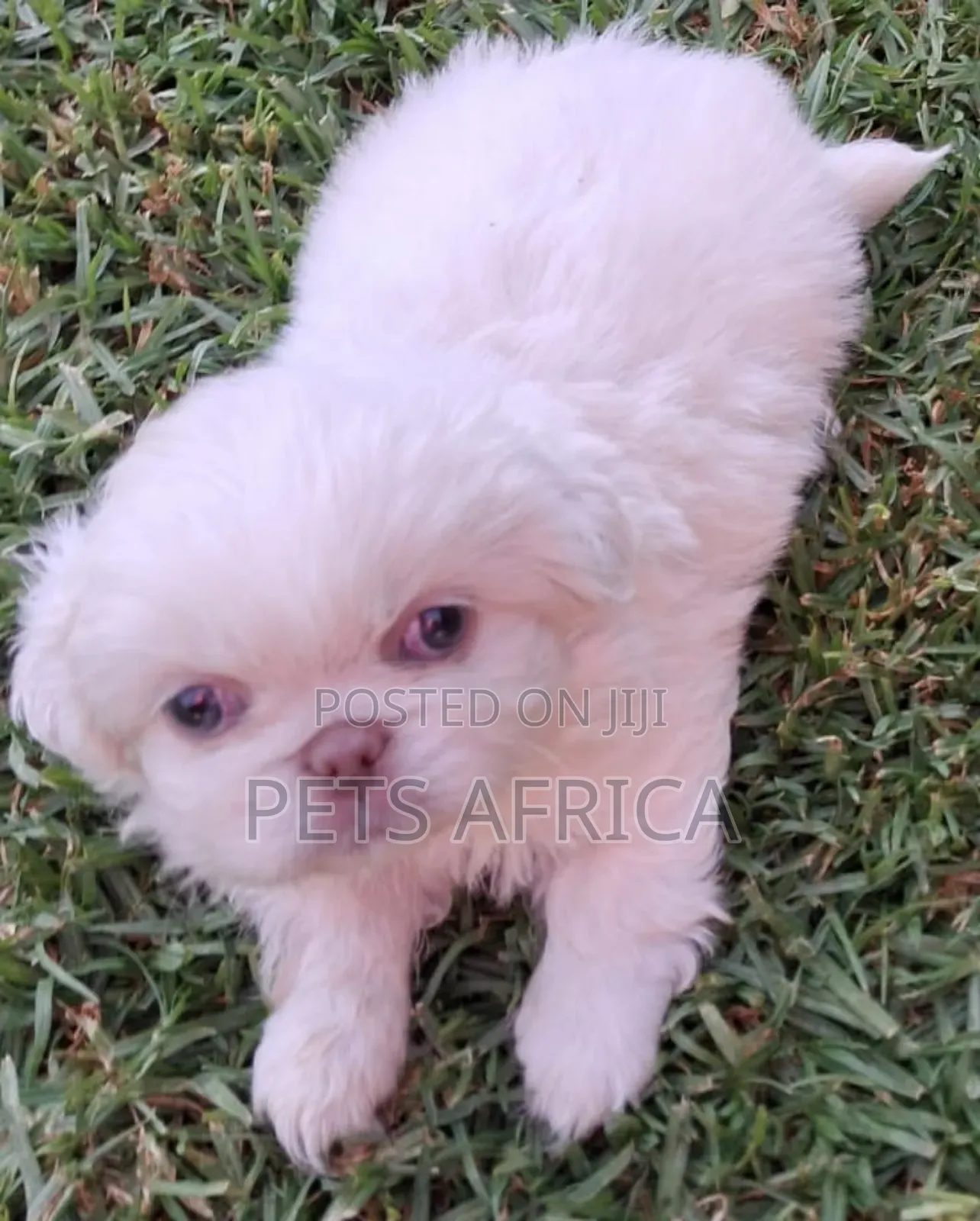 1-3 months Male Purebred Pekingese