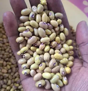 Yellow Beans(Maharage Ya Njano)
