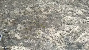 Limestone Land for a Sale