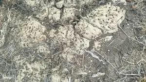 Limestone Land for a Sale