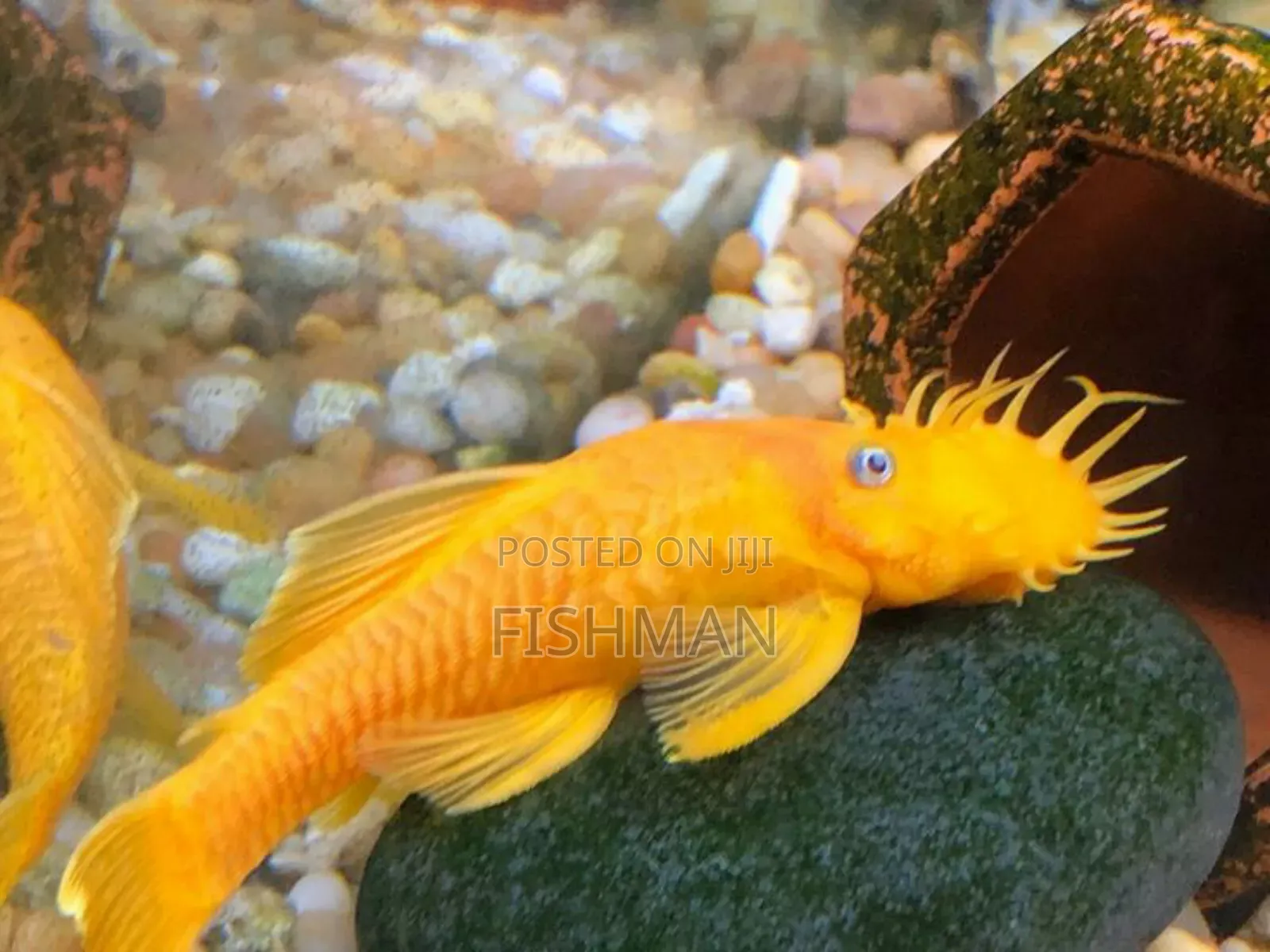 Catfish Samaki Anaekula Uchafu Ndani Ya Aquarium Na Kuwa Safi Mda Wote