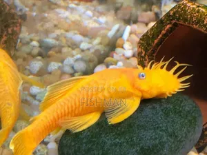 Catfish Samaki Anaekula Uchafu Ndani Ya Aquarium Na Kuwa Safi Mda Wote