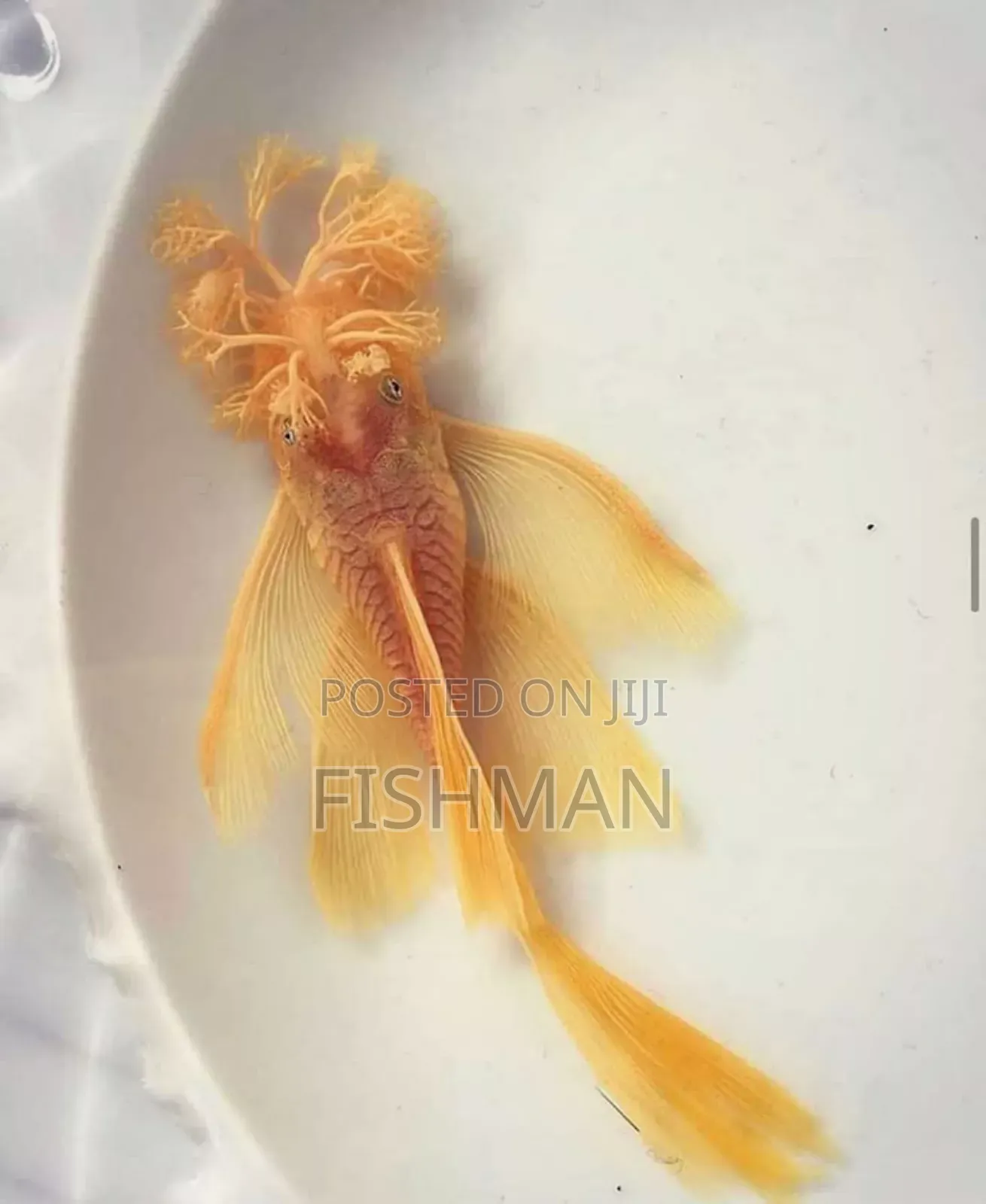 Catfish Samaki Anaekula Uchafu Ndani Ya Aquarium Na Kuwa Safi Mda Wote
