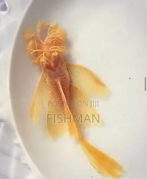 Catfish Samaki Anaekula Uchafu Ndani Ya Aquarium Na Kuwa Safi Mda Wote