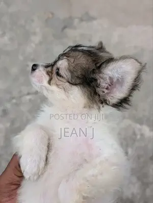 1-3 months Female Purebred American Eskimo