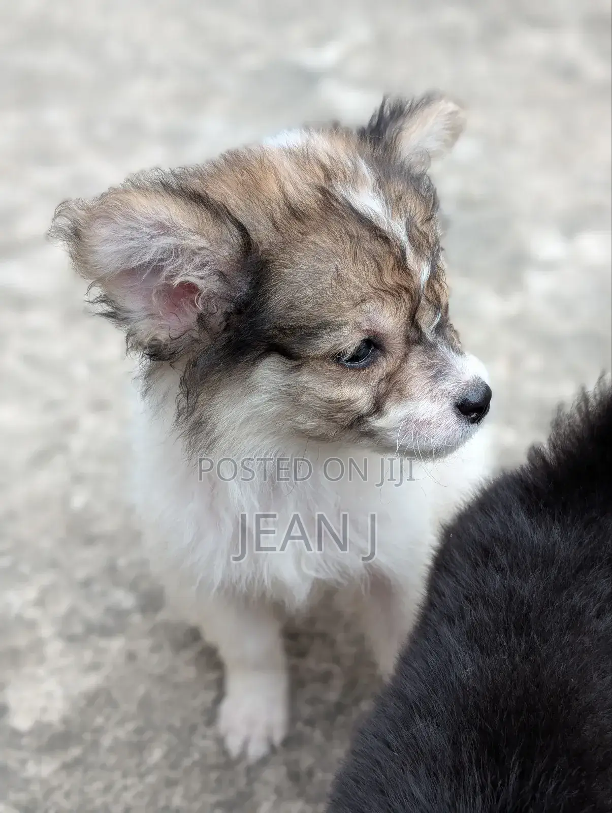 1-3 months Female Purebred American Eskimo