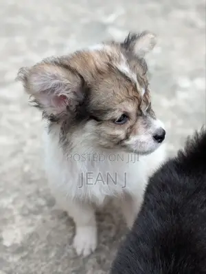 1-3 months Female Purebred American Eskimo