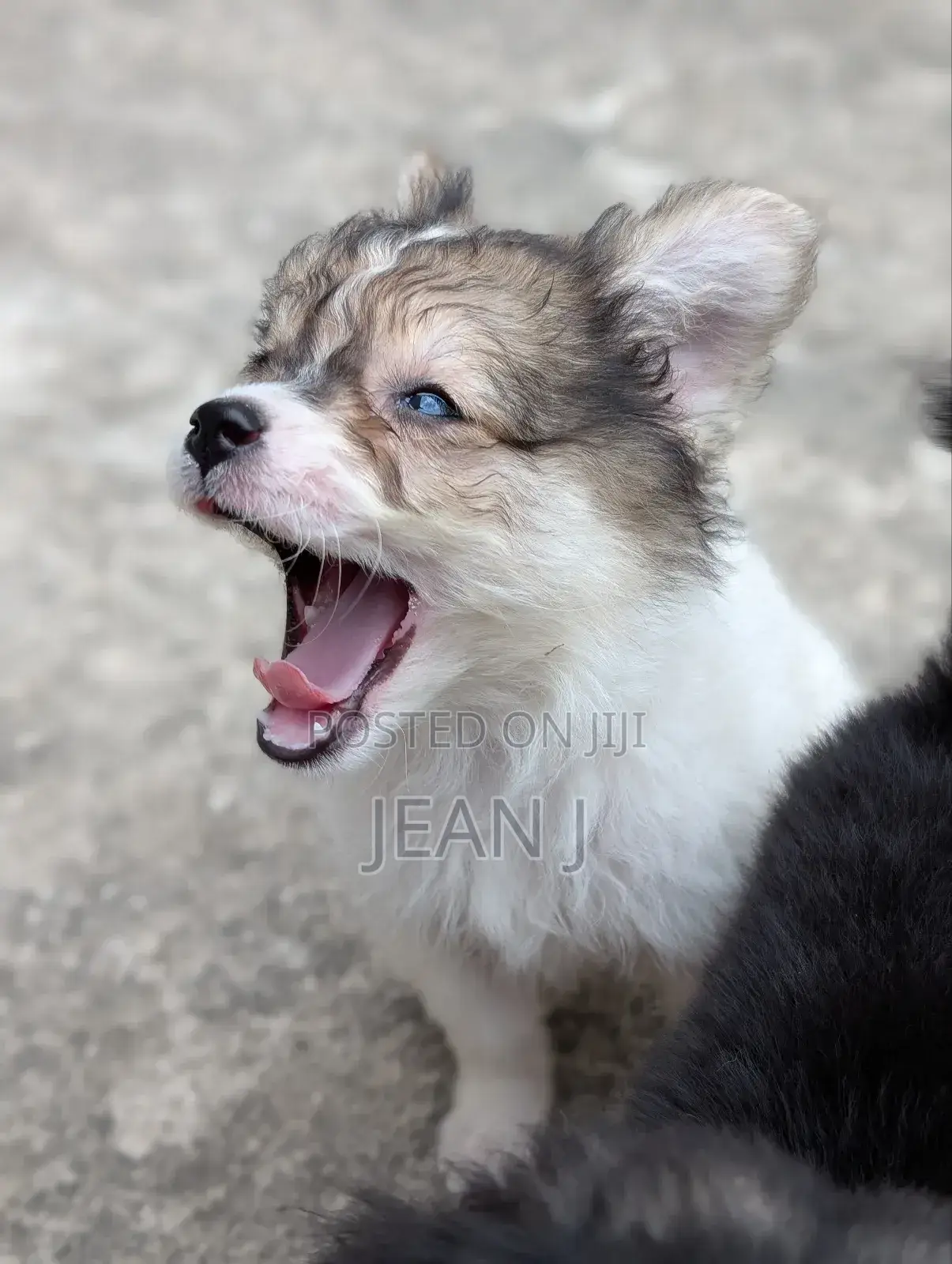 1-3 months Female Purebred American Eskimo
