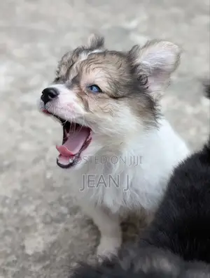 1-3 months Female Purebred American Eskimo