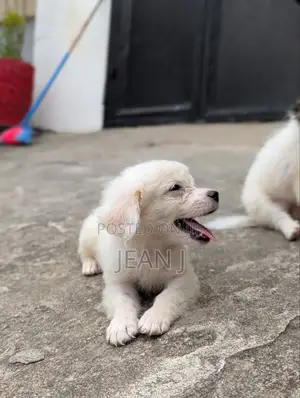 1-3 months Male Purebred American Eskimo