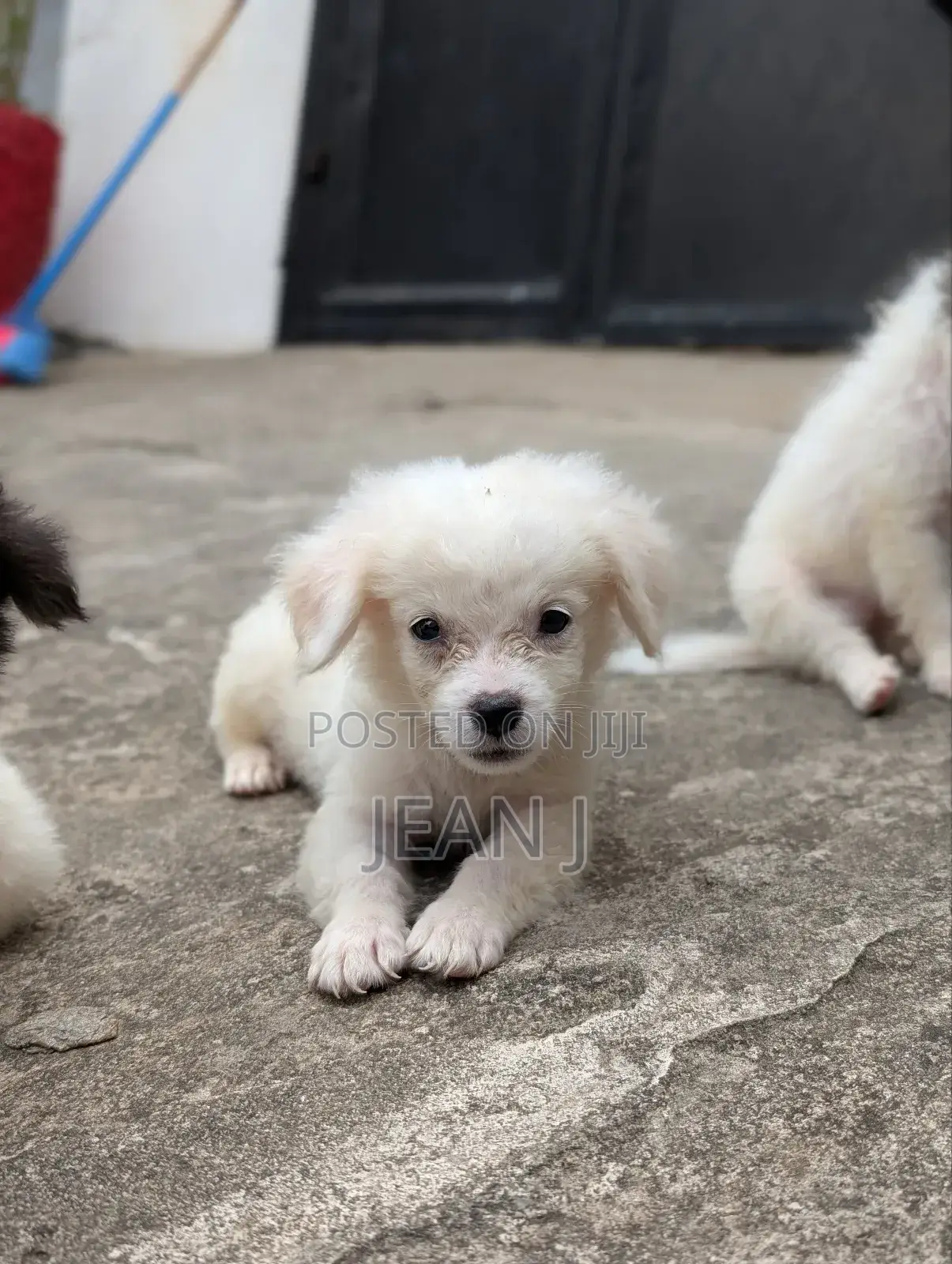1-3 months Male Purebred American Eskimo
