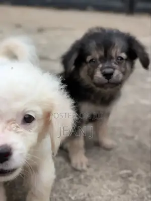 1-3 months Male Purebred American Eskimo