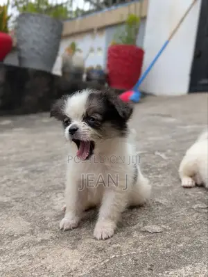 1-3 months Female Purebred American Eskimo